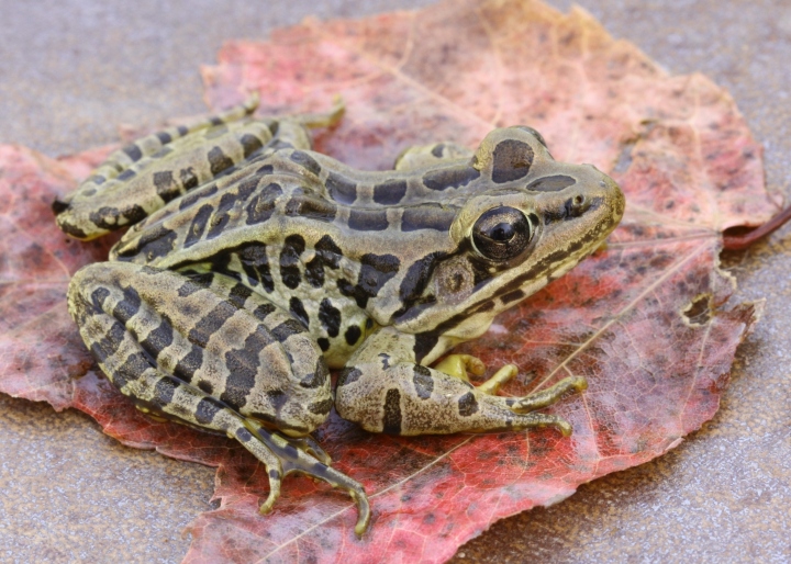 Pickerel Frog